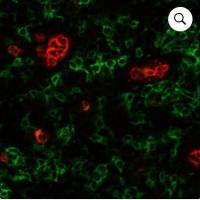 CF640R Arachis hypogaes Lectin PNA (Peanut) 29063