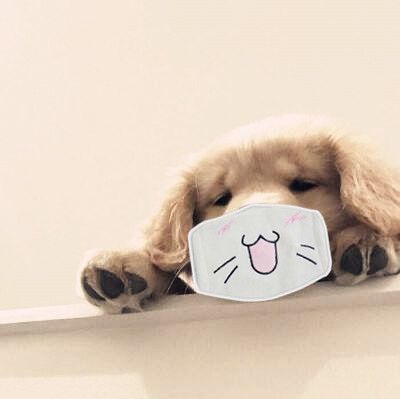 供出口CCV犬冠状抗原原料快检试剂盒