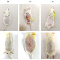 皮肤光老化(SP)小鼠模型