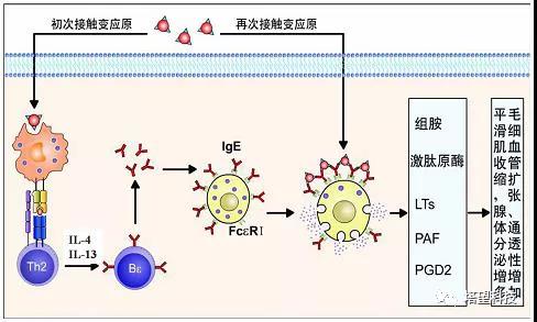 WBP全身体积描记系统在过敏研究中的应用