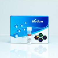 CF568 Biocytin 92005