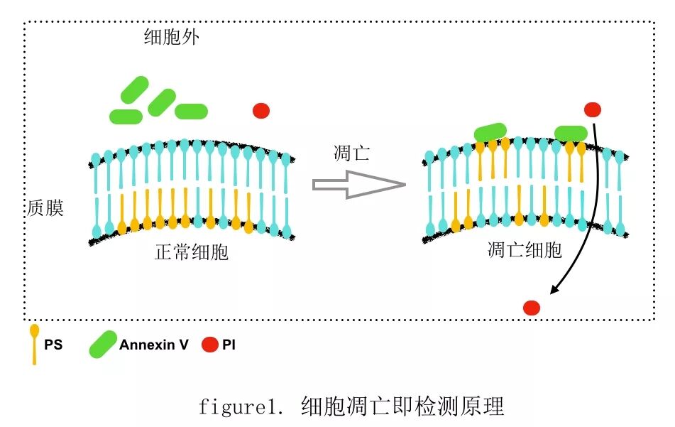 如何使用 Annexin V 鉴定凋亡细胞？
