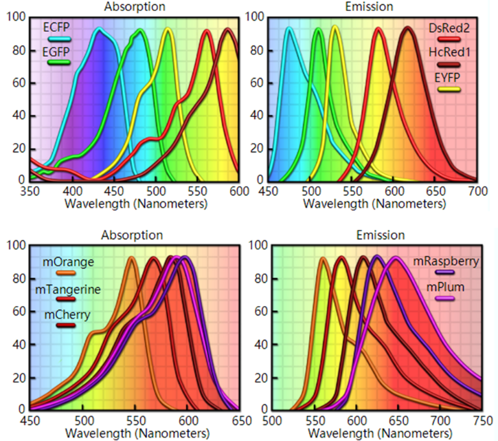 想做出完美的实验结果这些荧光蛋白知识必须要知道