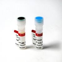 LipidSpot™ 610 Lipid Droplet Stain,1000X in DMSO Biotium 70069-T 70069-T