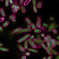 BactoView™ Live Fluorescent Bacterial Stains,Red,100 uL 40101
