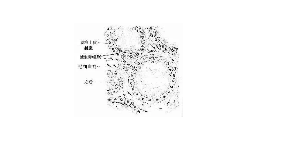 分享：CRISPR-Cas9 技术解析关键免疫细胞的选择性调控      