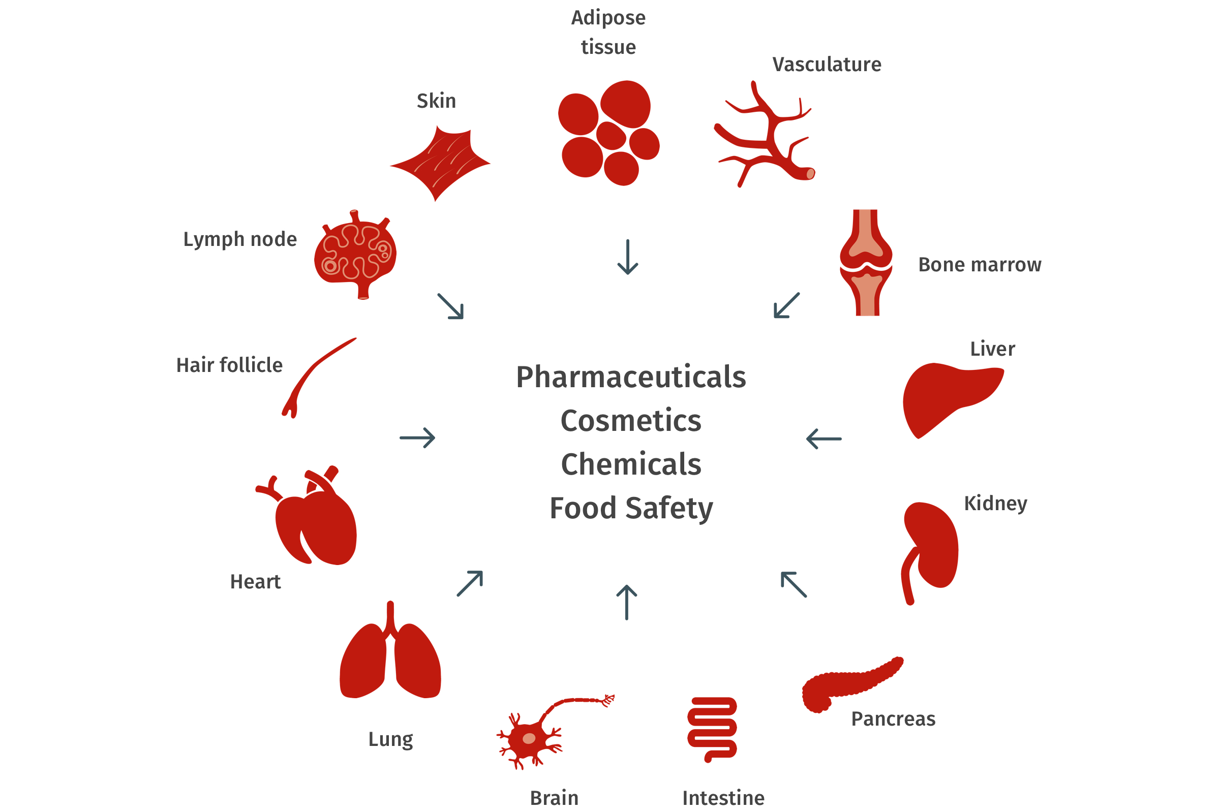 多类器官串联芯片培养技术