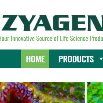 zyagen GB-110F牛基因组DNA 雌性  现货