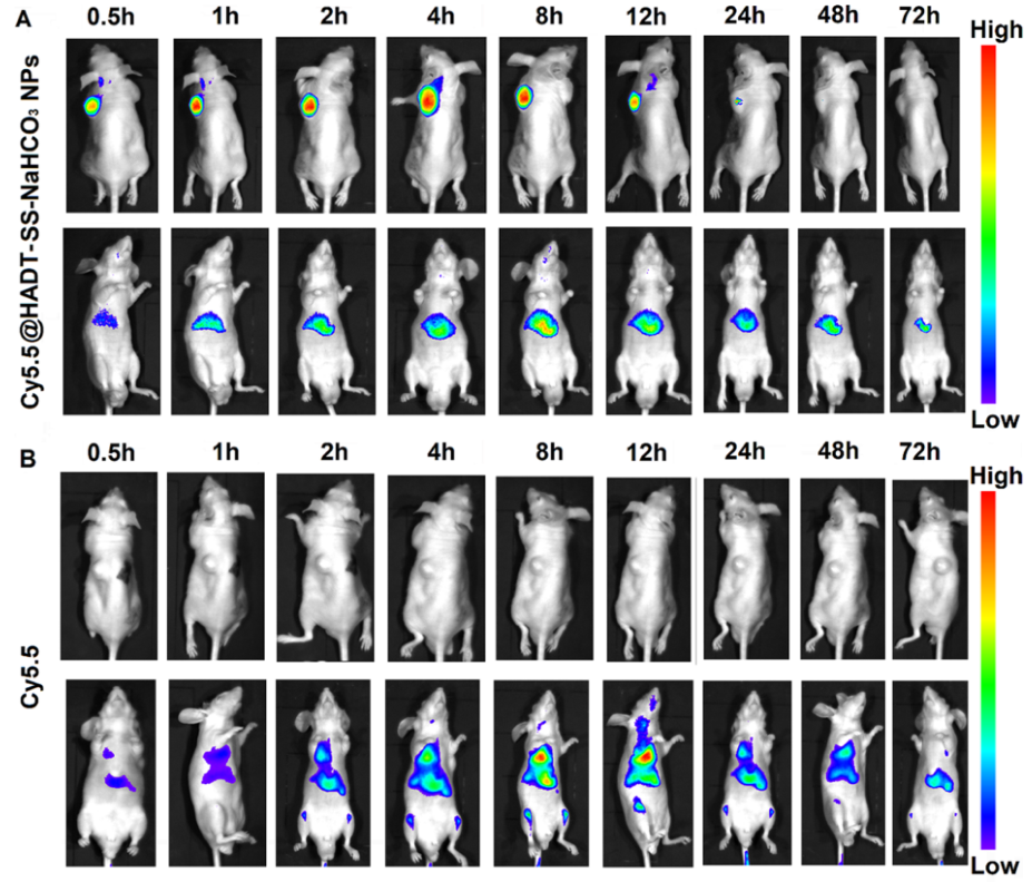 文献速递|动物活体成像系统在载药纳米超声造影剂研制中的应用