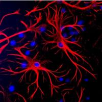 现货 aveslabs GFAP 人神经胶质原纤维酸性蛋白抗体