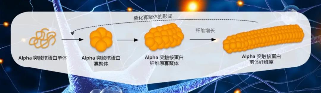 WBP全身体积描记系统在帕金森病研究中的应用