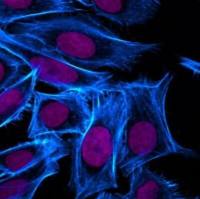 Sulforhodamine 101-PEO12-propionic acid succinimidyl ester (SR101-PEO12 SE, or Texas Red-PEO12 SE) 90100