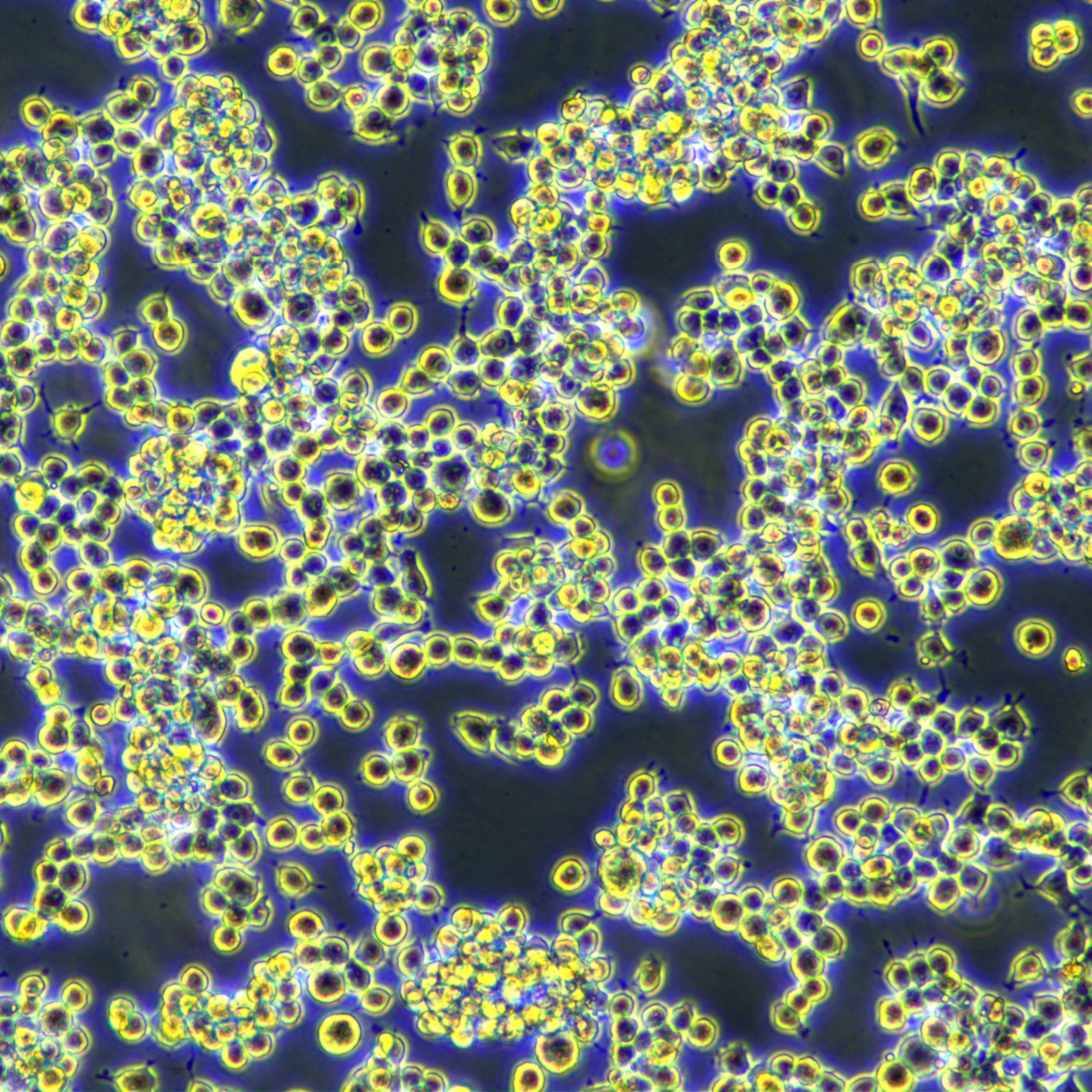 Raw264.7小鼠单核巨噬细胞白血病细胞