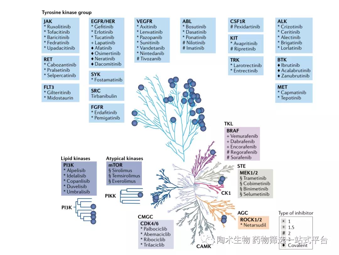 一文看遍激酶抑制剂 20 年发展之路（上）