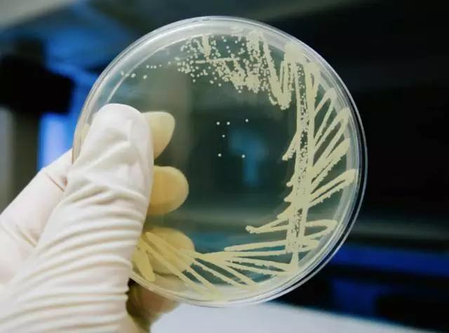 微生物多糖的提取和纯化方法