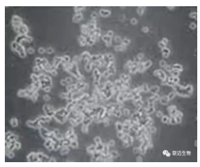 细胞铺板的这些手法，你都知道吗？