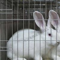 创伤性家兔股骨头坏死动物模型