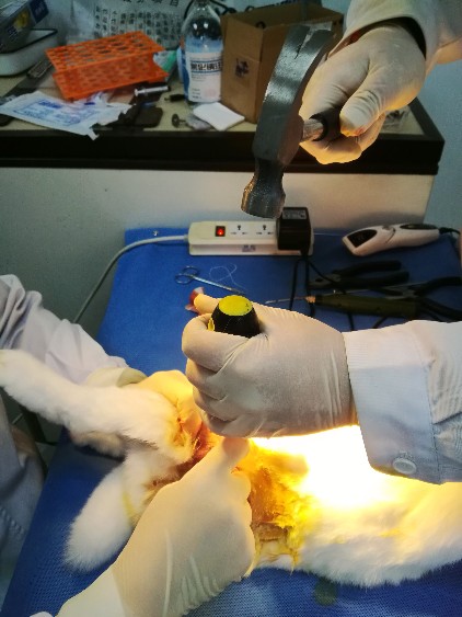 股骨头坏死动物模型