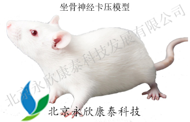 坐骨神经卡压动物模型制备