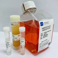 iCell原代间充质干细胞培养体系 /MEM培养基 细胞专用培养基