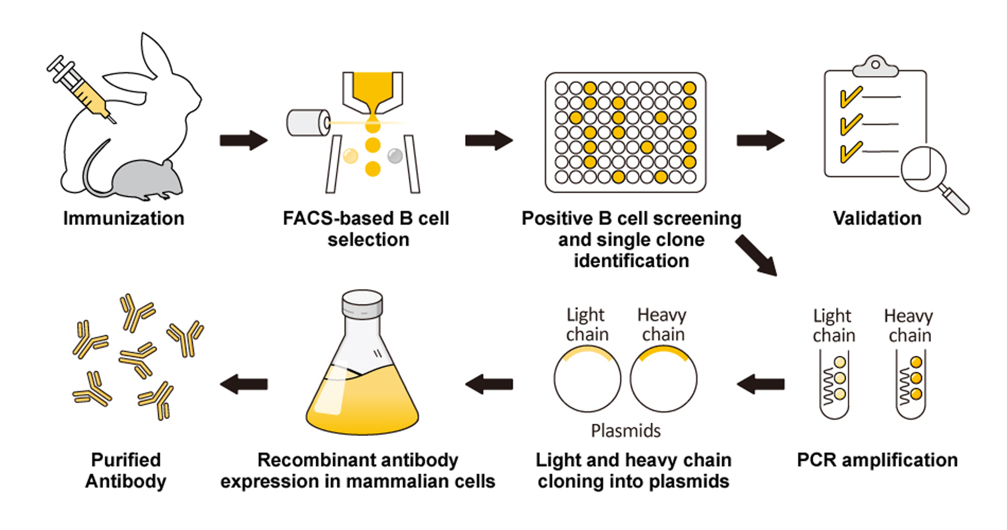 GeneTex的优质重组抗体