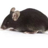 B6.129S7-Rag1tm1Mom/J