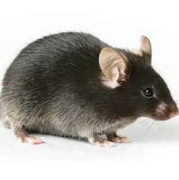 B6.129P2-Apoetm1Unc/J