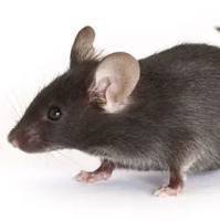 B6.SJL-Ptprca Pepcb/BoyJ