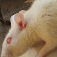 Ⅱ型糖尿病模型