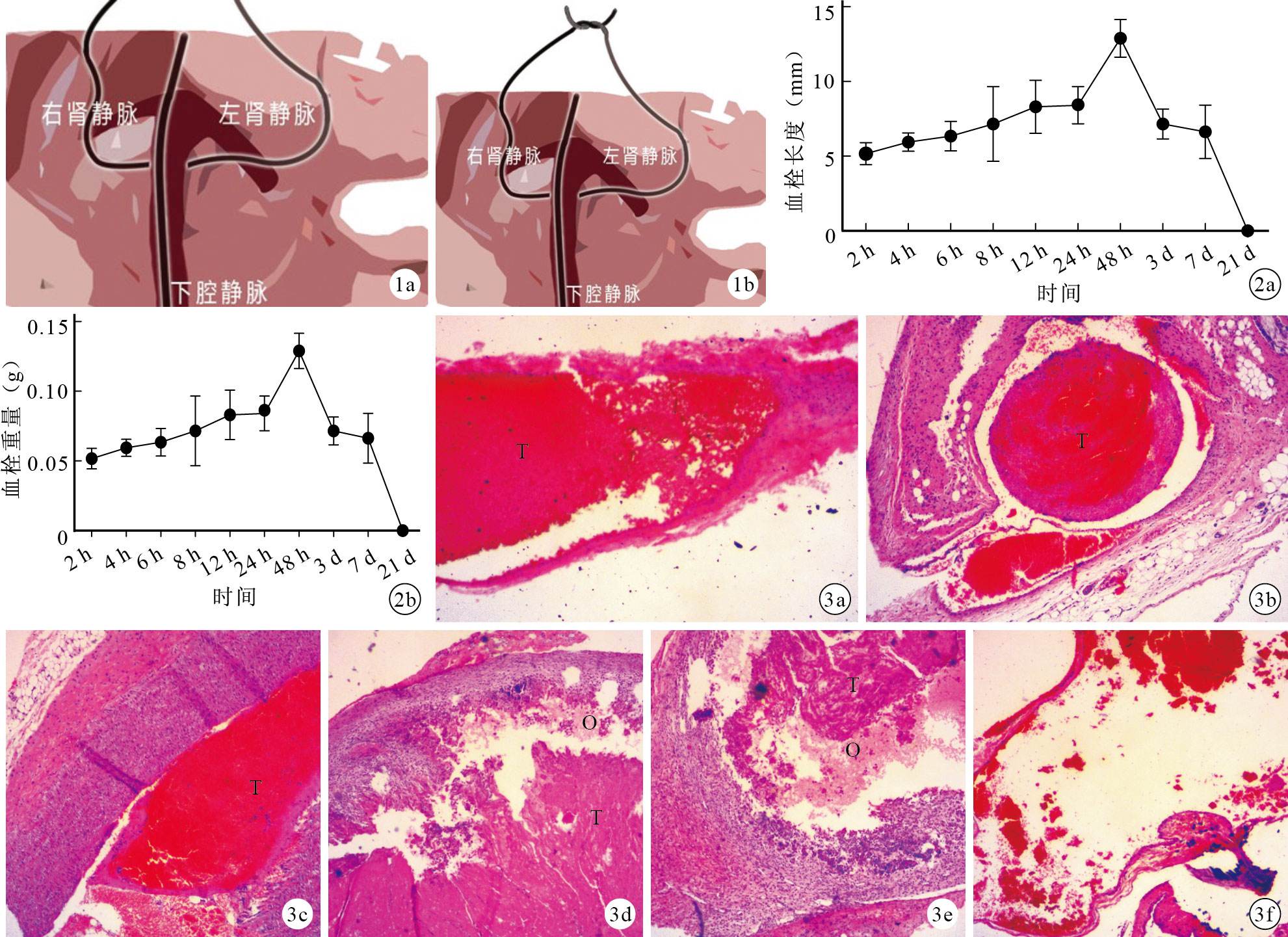 体内血栓动物模型
