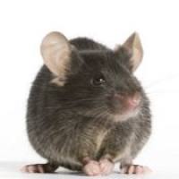 B6.Cg-Mapttm1(EGFP)Klt Tg(MAPT)8cPdav/J