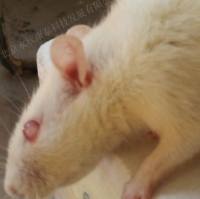 Ⅰ型糖尿病模型