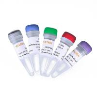 Hieff Mut™Site-Directed Mutagenesis Kit 定点突变试剂盒