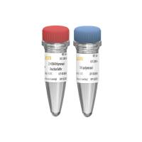 DNA聚合酶I(DNA polymerase I)