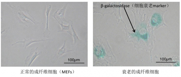 细胞状态检测方法合集