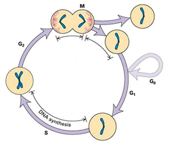 细胞状态检测方法合集