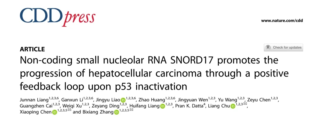Nature子刊丨非编码小核仁RNA SNORD17通过p53失活的正反馈环促进HCC的进展