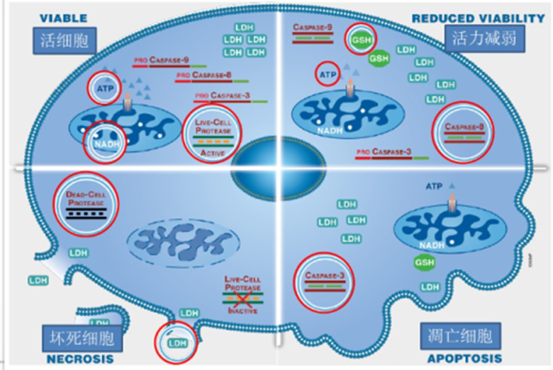 细胞状态检测方法合集
