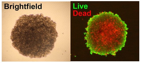 细胞状态检测方法合集