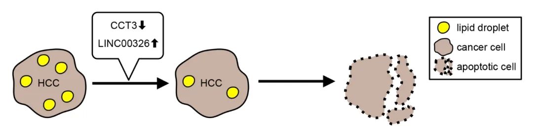 lncRNA新研究进展盘点（20220120）