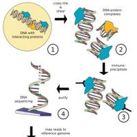 ChIP-qPCR和ChIP-Seq