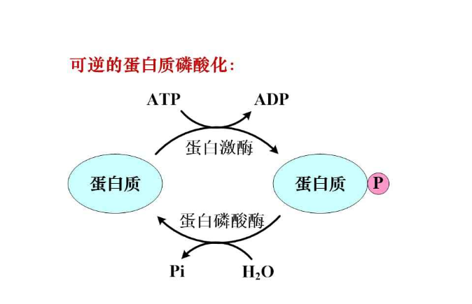 研究人员提出了通过调节蛋白质活动来改善健康寿命的新见解