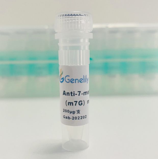 Anti-7-methylguanosine (m7G) mAb