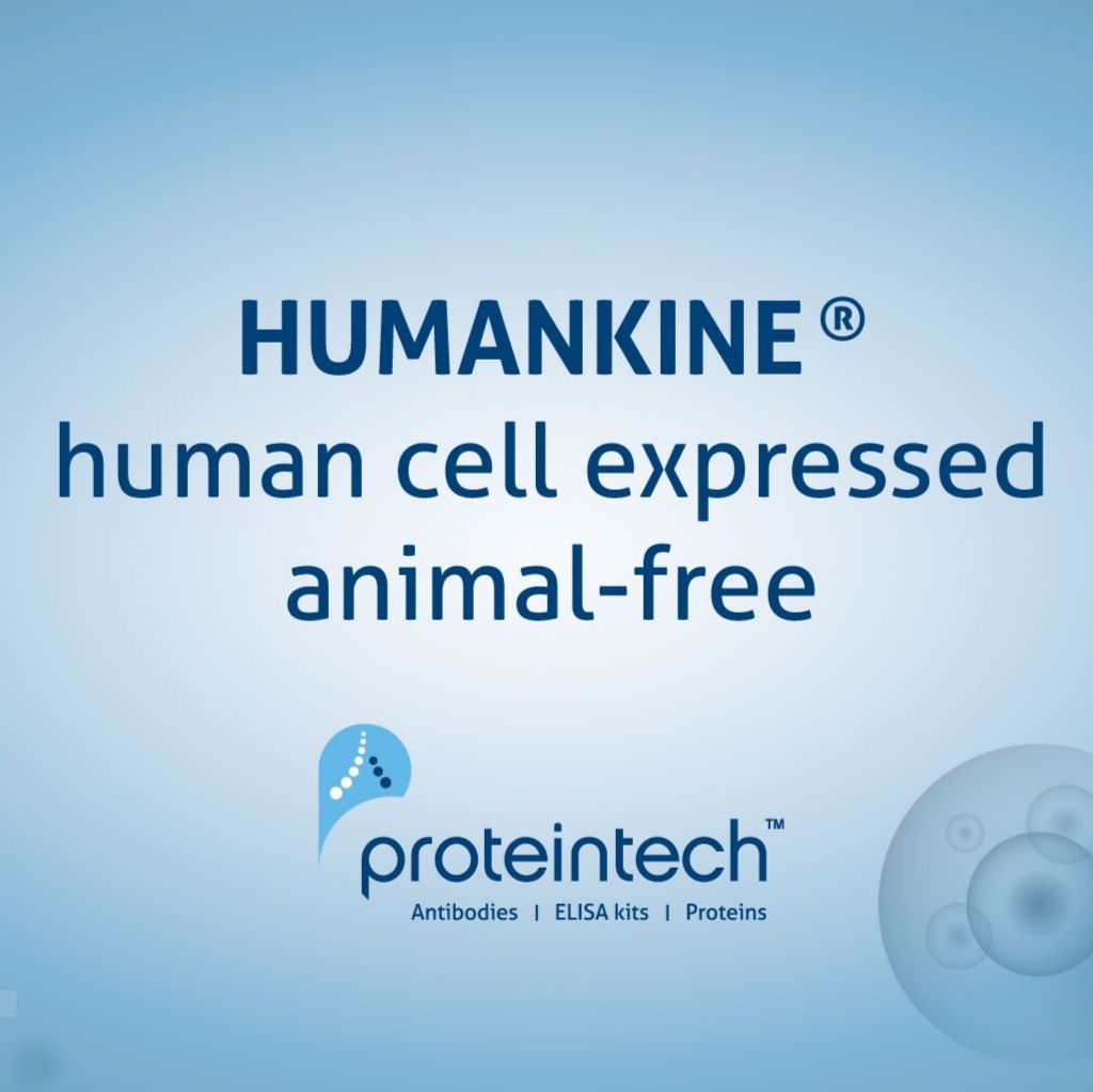 HumanKine® 重组人源HSA活性蛋白- GMP grade
