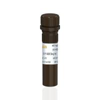 DAPI染液 DAPI核酸染料(DAPI Stain Solution) 5 mg/mL