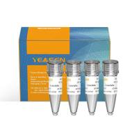 细菌DNA提取试剂盒 MolPure® Bacterial DNA Kit [可申请试用] 