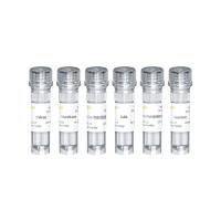 Yefluor 488 EdU植物细胞染色试剂盒