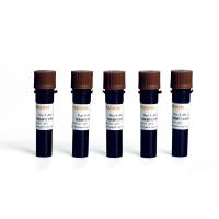 Fluo-4,AM钙离子荧光探针(Fluo-4,AM,Cell Permeant)