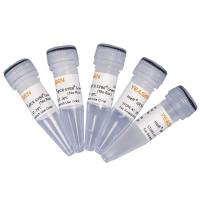 实时定量PCR扩增预混液(qPCR预混液)|qPCR SYBR Green Master Mix