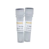T7 RNA polymerase(1 KU/μL) T7 RNA聚合酶
